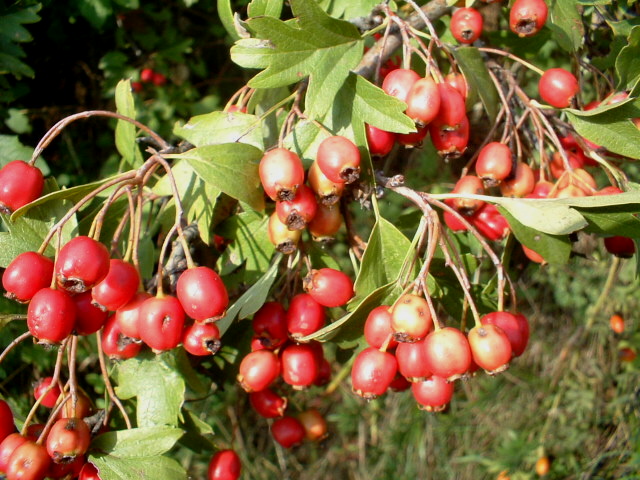 Crataegus monogyna / Biancospino comune